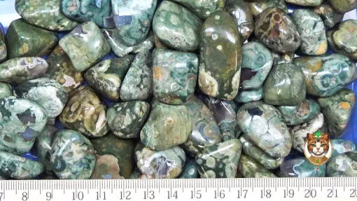 RainforestJasper